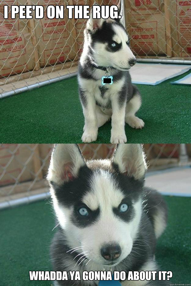 I Pee'd on the rug.  Whadda ya gonna do about it?  Insanity puppy