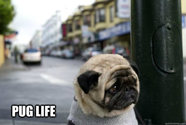 PUG LIFE - PUG LIFE  Pug Life