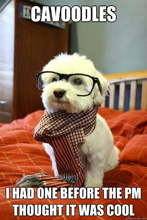 Cavoodles I had one before the PM thought it was cool   Hipster Dog