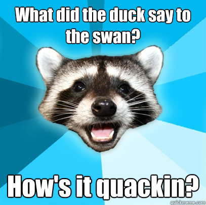 What did the duck say to the swan? How's it quackin? - What did the duck say to the swan? How's it quackin?  Lame Pun Coon