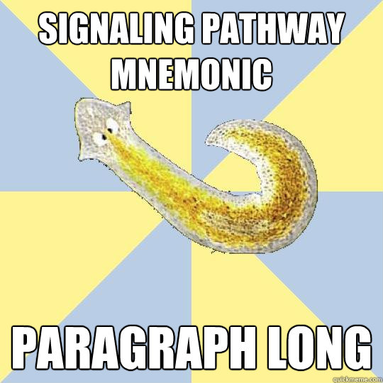 signaling pathway mnemonic  paragraph long  Bio Major Planarian