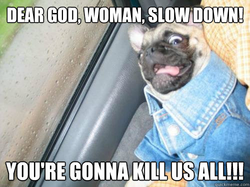 DEAR GOD, WOMAN, SLOW DOWN! YOU'RE GONNA KILL US ALL!!!  SCARED PUG IS SCARED