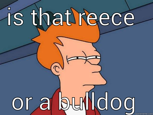 IS THAT REECE  OR A BULLDOG Futurama Fry