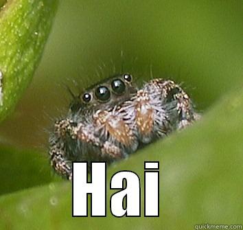  HAI Misunderstood Spider