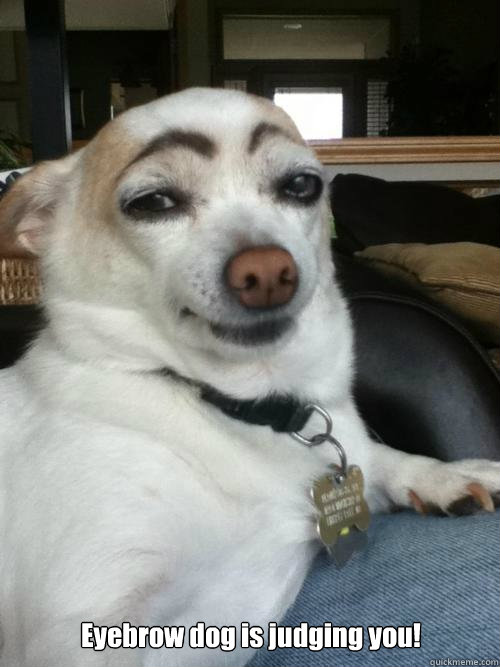 Eyebrow dog is judging you!  