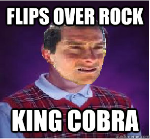 flips over rock  king cobra  