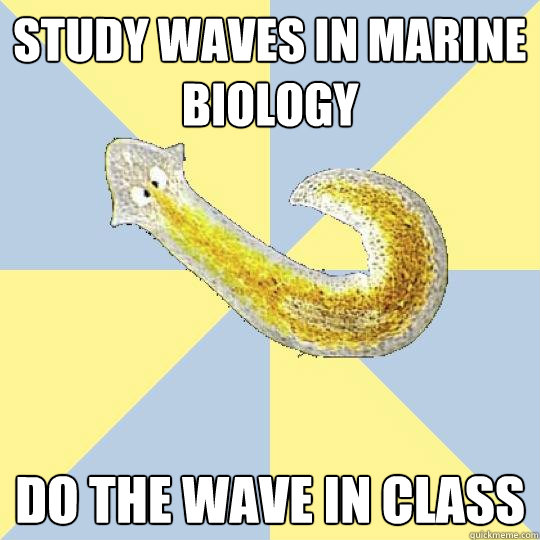 Study waves in marine biology do the wave in class  Bio Major Planarian