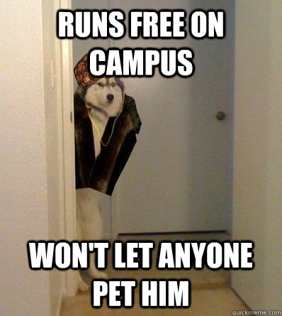 RUNS FREE ON CAMPUS WON'T LET ANYONE PET HIM  Scumbag dog