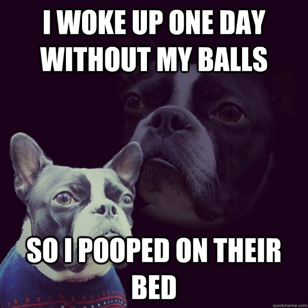 I woke up one day without my balls So I pooped on their bed  