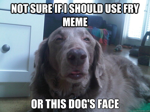 Not sure if I should use fry meme Or this dog's face  10 Dog