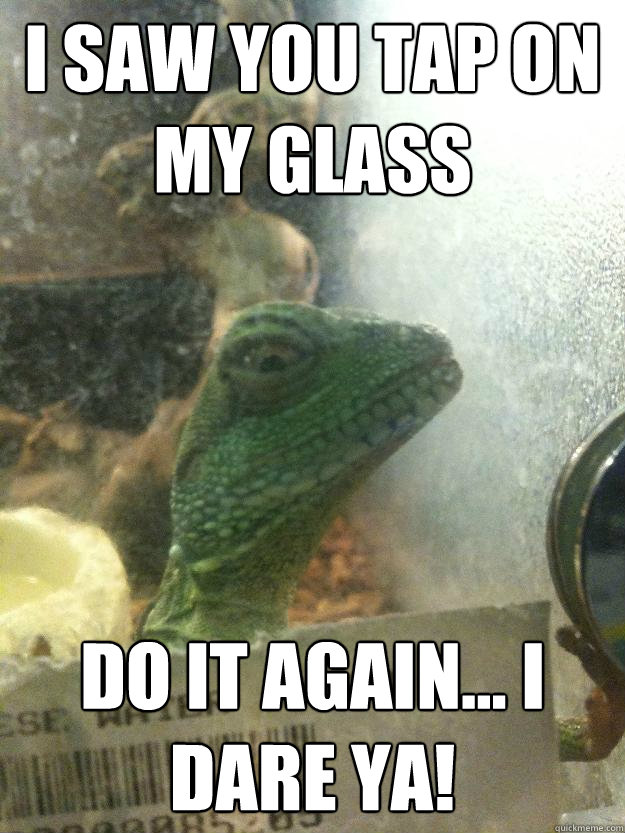 i saw You tap on my glass Do it again... I dare ya! - i saw You tap on my glass Do it again... I dare ya!  Leery Lizard