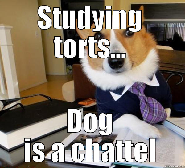 Am I a chattel? - STUDYING TORTS... DOG IS A CHATTEL Lawyer Dog