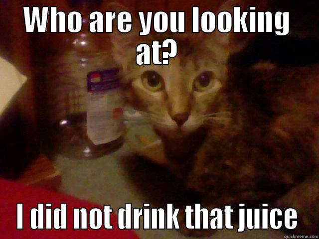 WHO ARE YOU LOOKING AT? I DID NOT DRINK THAT JUICE Misc