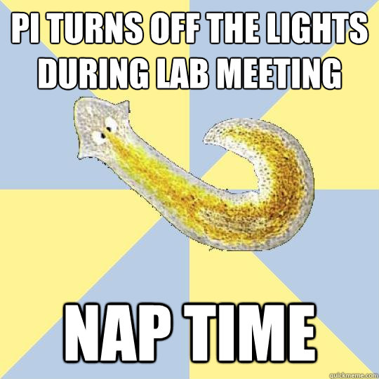 PI turns off the lights during lab meeting nap time  Bio Major Planarian