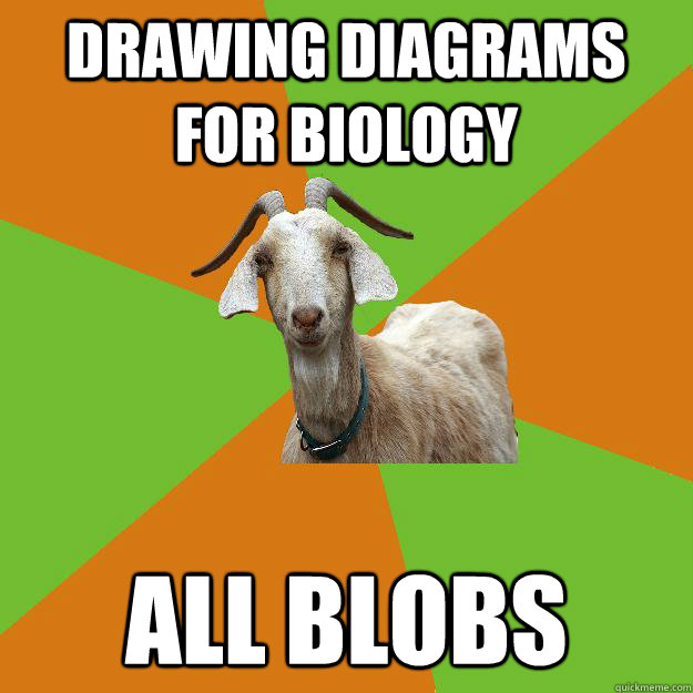 drawing diagrams for biology all blobs  IB Goat