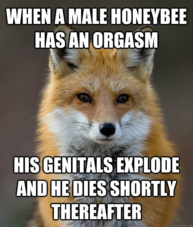 When a male honeybee has an orgasm his genitals explode and he dies shortly thereafter  Fun Fact Fox