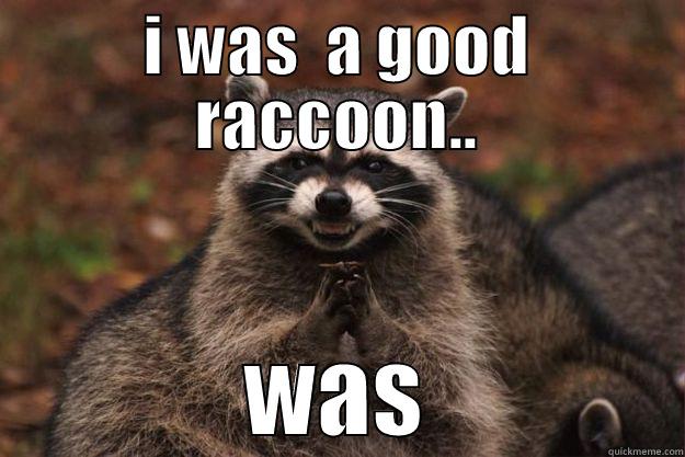 I WAS  A GOOD RACCOON.. WAS Evil Plotting Raccoon