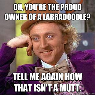 Oh, you're the proud owner of a Labradoodle? Tell me again how that isn't a mutt.  Condescending Wonka