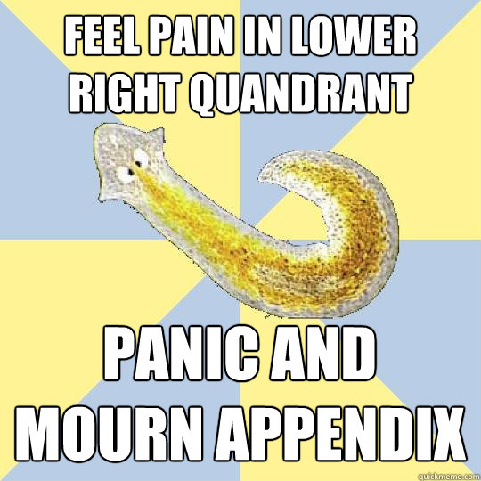 FEEL PAIN IN LOWER RIGHT QUANDRANT PANIC AND MOURN APPENDIX  Bio Major Planarian