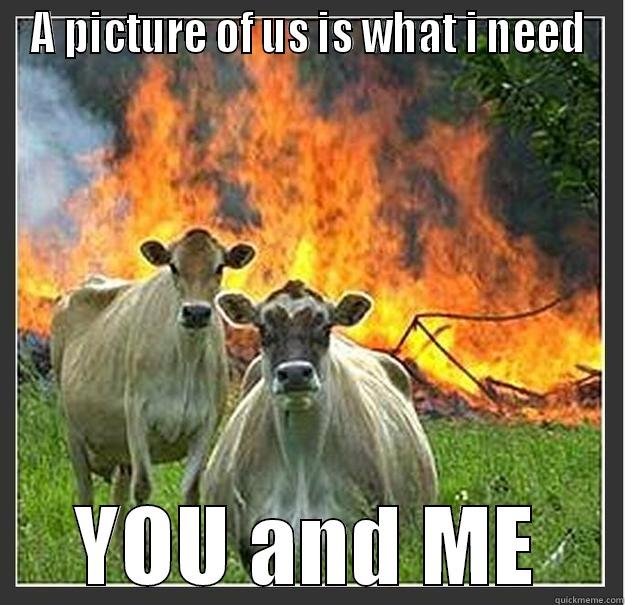 A PICTURE OF US IS WHAT I NEED YOU AND ME Evil cows