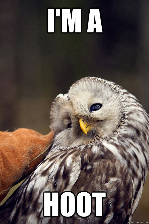 I'm a  hoot - I'm a  hoot  Ridiculously Photogenic Owl