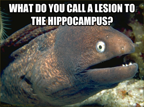 what do you call a lesion to the hippocampus?  - what do you call a lesion to the hippocampus?   Bad Joke Eel