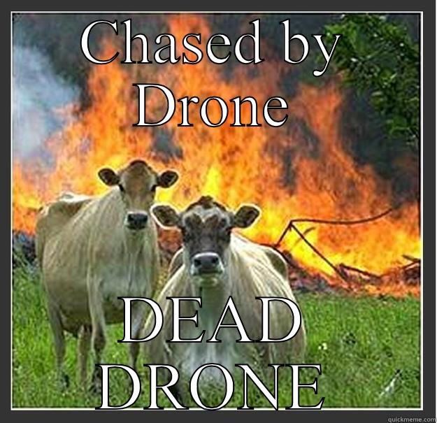 CHASED BY DRONE DEAD DRONE Evil cows