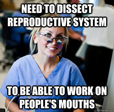 need to dissect reproductive system to be able to work on people's mouths  overworked dental student