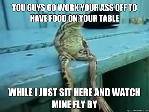 You guys go work your ass off to have food on your table while i just sit here and watch mine fly by  SITTING FROG