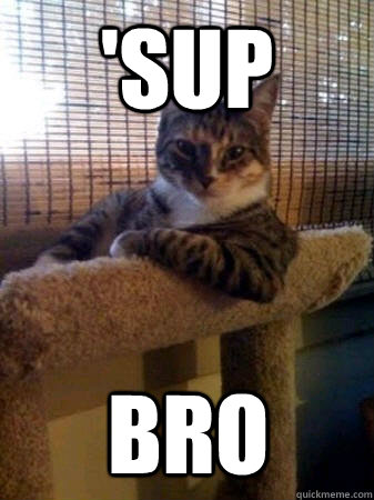 'sup bro  The Most Interesting Cat in the World