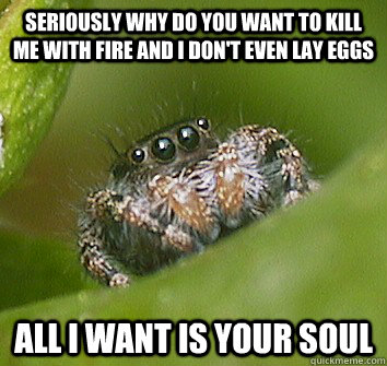 Seriously why do you want to kill me with fire and I don't even lay eggs  all I want is your soul  Misunderstood Spider