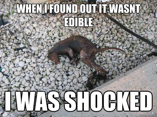 When i found out it wasnt edible i was shocked  Shocked Possum