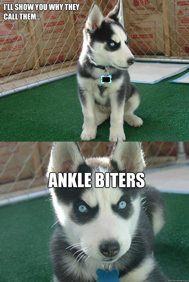 I'll show you why they
call them... ankle biters - I'll show you why they
call them... ankle biters  Insanity puppy