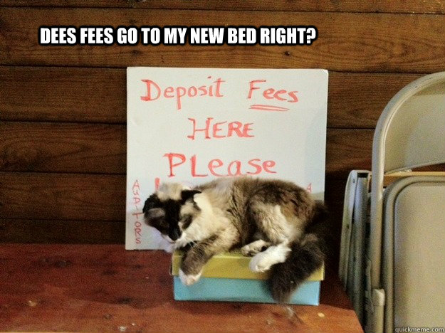 Dees fees go to my new bed right? - Dees fees go to my new bed right?  Fees cat