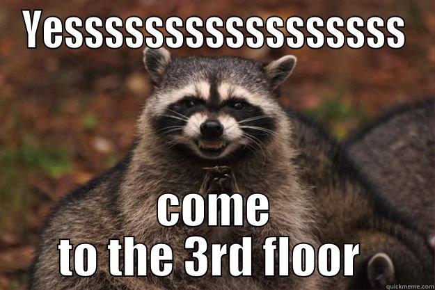 Racccccooooooooooonn c: - YESSSSSSSSSSSSSSSSS COME TO THE 3RD FLOOR  Evil Plotting Raccoon